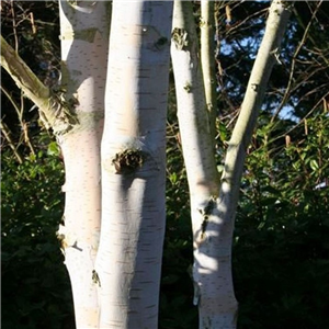Betula utilis jacquemontii Silver Shadow 12L