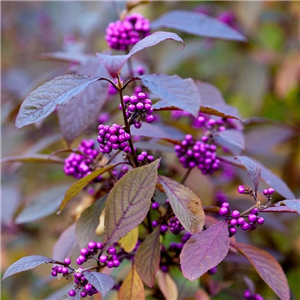 Callicarpa bodinieri Profusion 3L