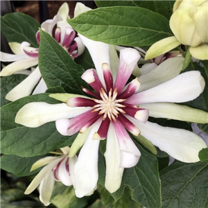 Calycanthus venus 3L