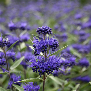 Caryopteris x clandonensis Dark Knight 3L.