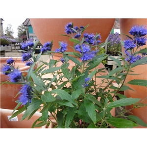 Caryopteris x clandonensis Dark Knight 3L.