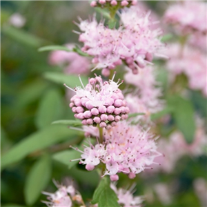 Caryopteris x cland pink perfection 3L