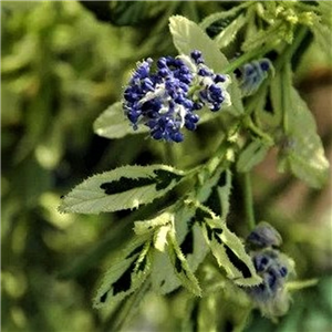Ceanothus Silver Surprise 3L