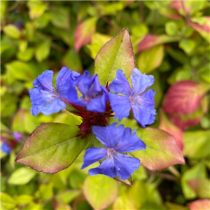 Ceratostigma Sapphire Ring 3L.