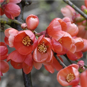 Chaenomeles x speciosa Knaphill Scarlet 3L