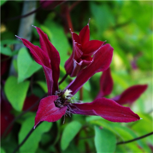 Clematis texensis Gravetye Beauty 3L*