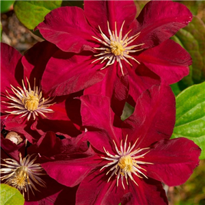Clematis Issey 3L