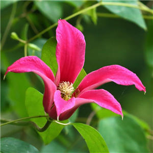 Clematis texensis princess diana 3L