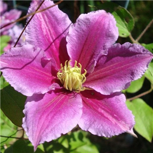Clematis vicki 3L