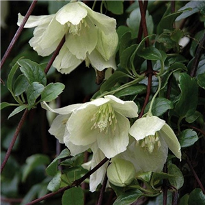 Clematis cirrhosa Wisley Cream 3L