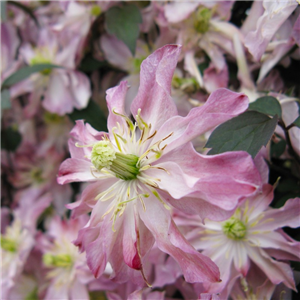 Clematis montana Rosebud 3L