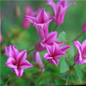 Clematis texensis Duchess of Albany 3L