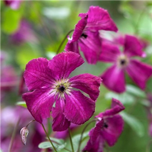 Clematis viticella Kermesina 3L