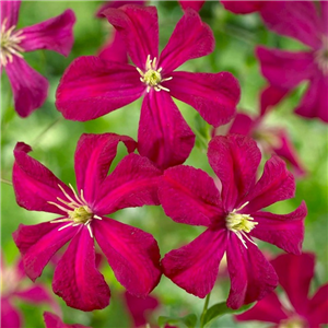 Clematis viticella Madame Julia Correvon 3L