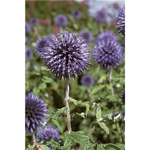 Echinops ritro Veichs Blue 3L
