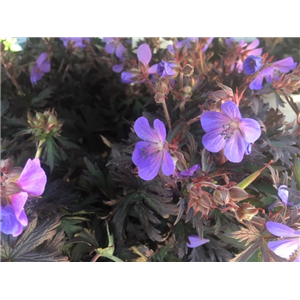 Geranium Black Beauty 3L