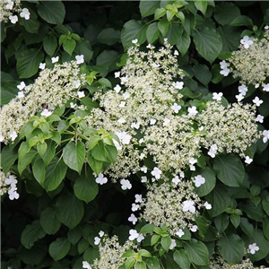 Hydrangea anomala petiolaris 3L