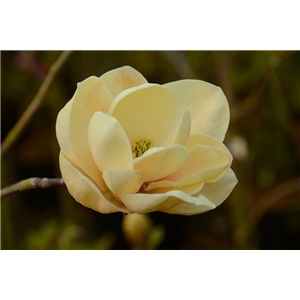 Magnolia Honey Tulip 12L