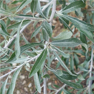 Pyrus salicifolia Pendula 12L