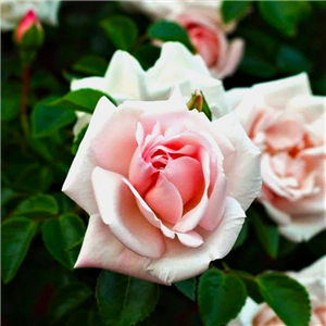 Rose New Dawn Climber