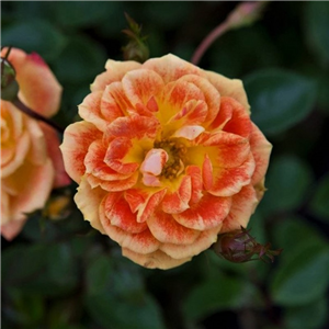 Rose Irish Eyes Floribunda