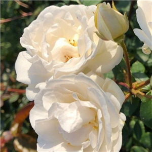 Rose Perfume Dreams Climber