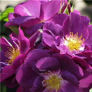 Rose Rhapsody in Blue Floribunda