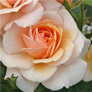 Rose Sweet Honey Floribunda