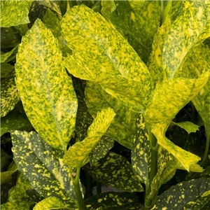 Aucuba Gold Strike 3L