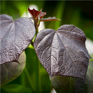 Catalpa x erubescens Purpurea 12L