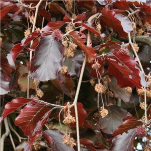 Fagus sylvatica Purpurea Pendula 12L