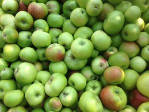 Apple Orchard at Waterperry Gardens Oxford.