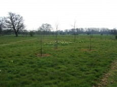 Arboretum at Waterperry Gardens