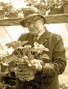 Beatrix Havergal, 1951, admiring a prize Royal Sovereign strawberry plant.
