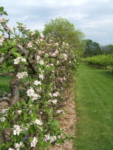 Cordon Avenue & Pear Walk at Waterperry Gardens