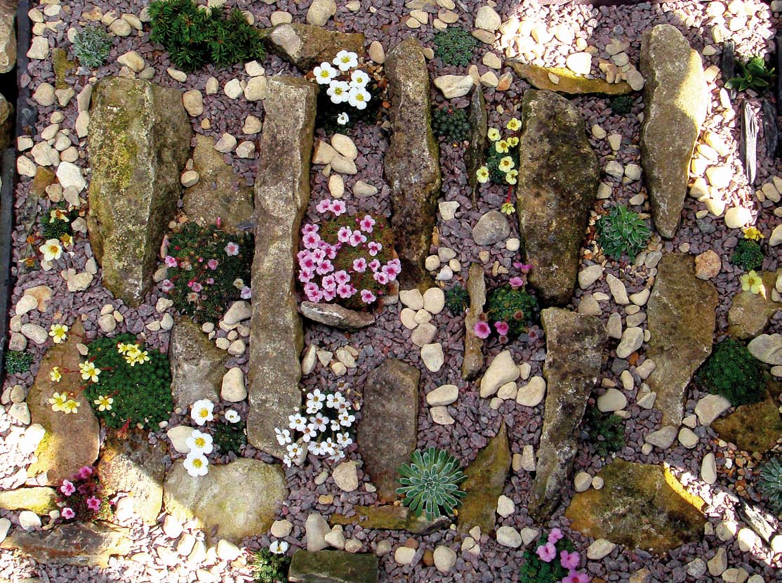 Saxifrage Collection at Waterperry Gardens