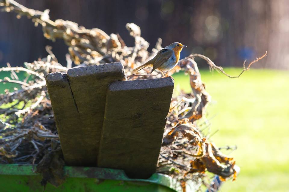 Robin sitting on top of some garden waste