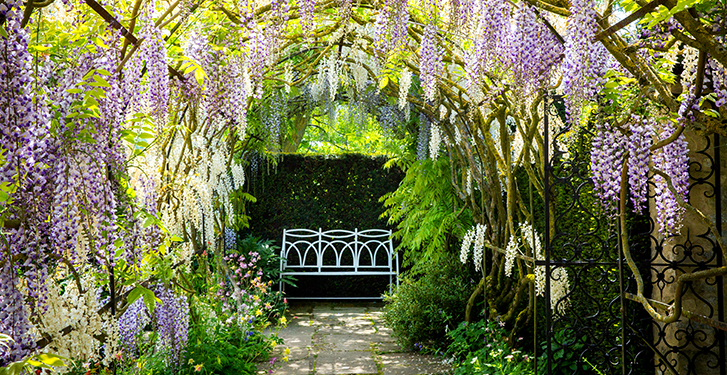Wisteria tunnel with white bench at end