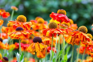 Waterperry July 2015-LORD2367_005 Flowers - Waterperry Gardens Tickets - Garden Centre Oxford