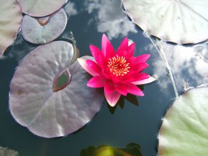 lilypad Flowers - Waterperry Gardens Tickets - Garden Centre Oxford