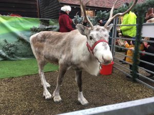Come and meet real Reindeer at Reindeer Weekend Waterperry Gardens 11.30am till 2.30pm at Waterperry Gardens - Garden Centre Oxford