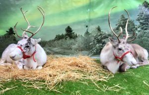 Come and meet real Reindeer at Waterperry Gardens - Garden Centre Oxford