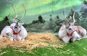 image3 Come and meet real Reindeer at Waterperry Gardens - Garden Centre Oxford