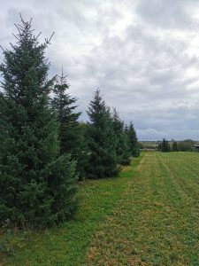 Christmas Trees at Waterperry Gardens - Garden Centre Oxford