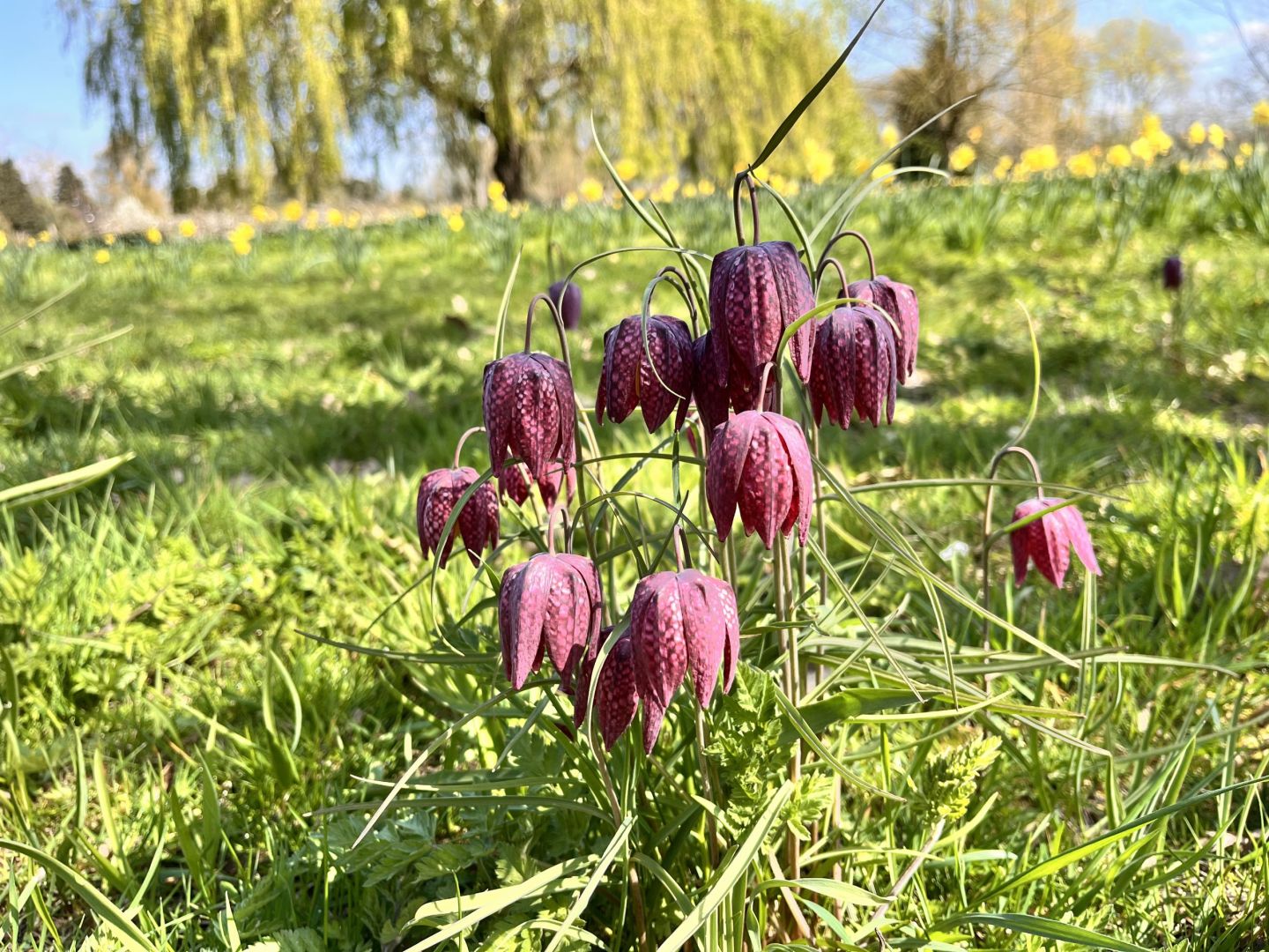 Fritillary Meadow