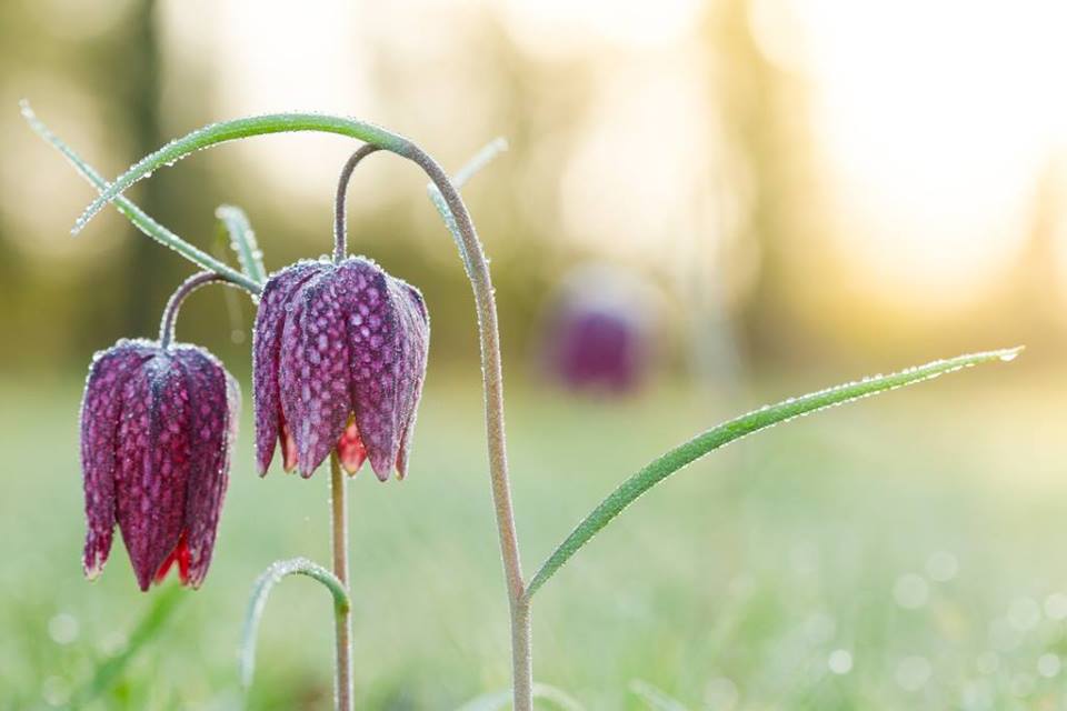 Fritillary Season at Waterperry Gardens - Garden Centre - Ornamental Gardens