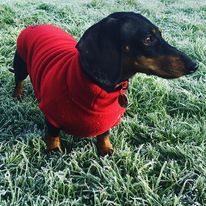 Grounddog Day at Waterperry Gardens - Garden Centre - Ornamental Gardens