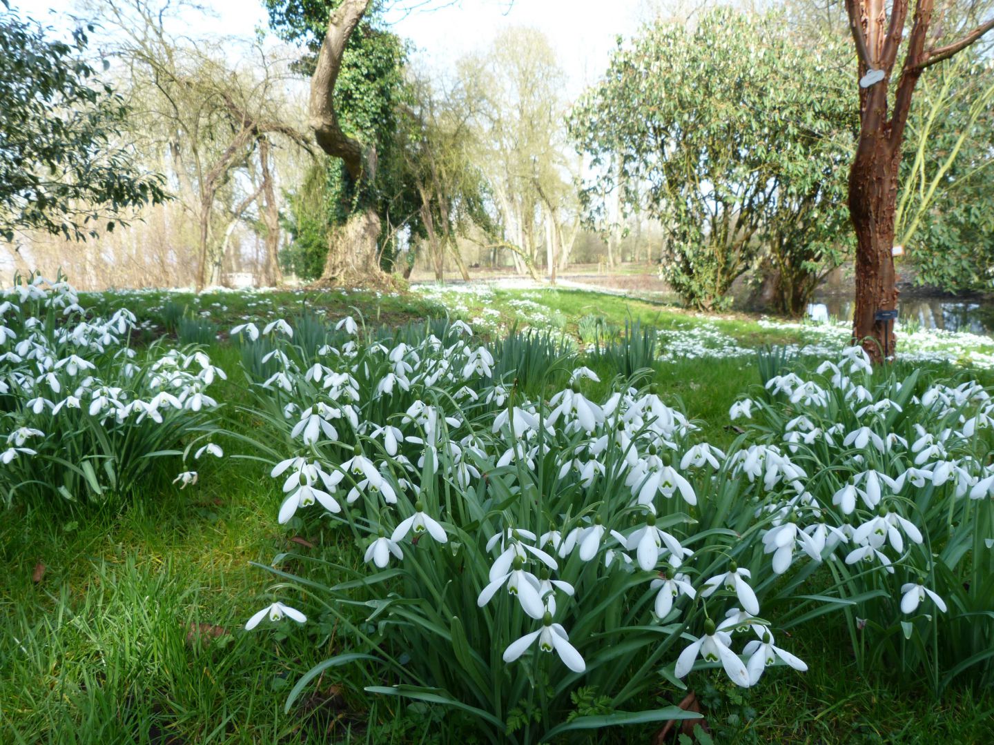 Snowdrop Season at Waterperry Gardens - Garden Centre - Ornamental Gardens