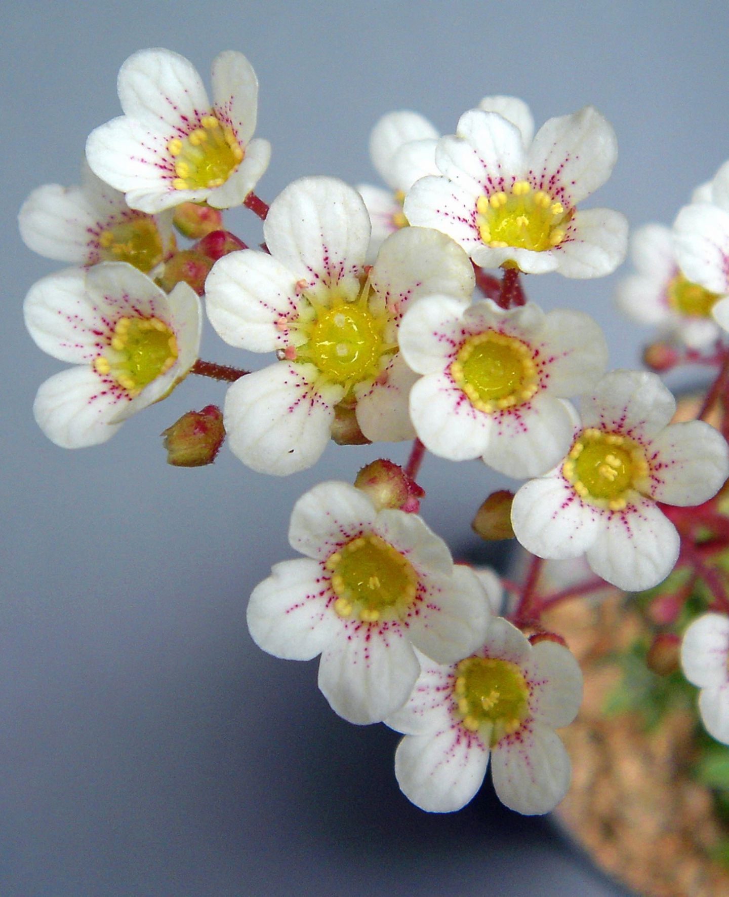 Waterperry Saxifraga Day at Waterperry Gardens - Garden Centre - Ornamental Gardens