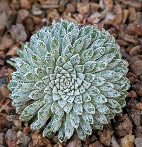 S. x oxfordensis Silver Cloud WPY101224 Saxifraga Silver Cloud